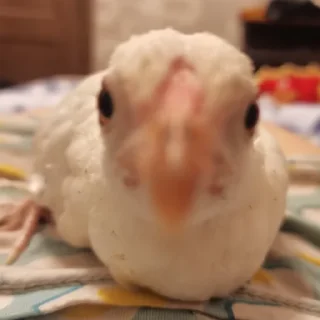 Стикер coco chips - 9