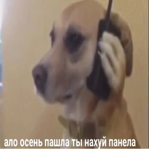 Sticker @chirpani r(a)u-sp-troll - 8