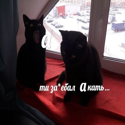 Sticker @chirpani r(a)u-sp-troll - 7