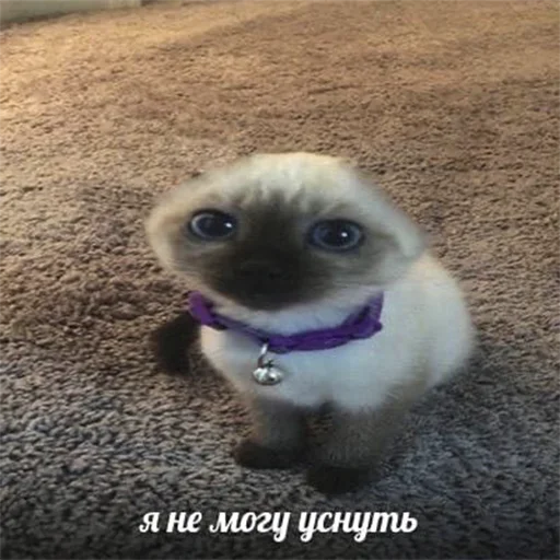 животное млекопитающее земля