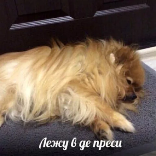 Sticker чмок в пупок - 11