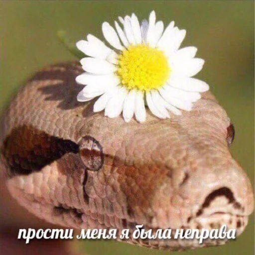 Sticker чмок в пупок - 8