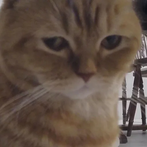 Sticker чмок в пупок - 6