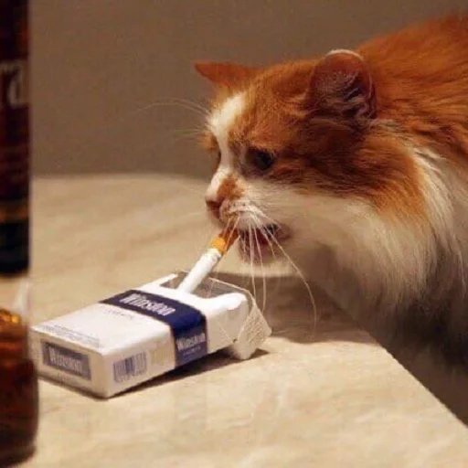 Sticker чмок в пупок - 5