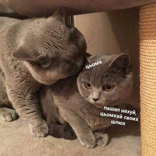 Sticker чмок в пупок - 3