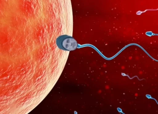 яблоко фрукт красный