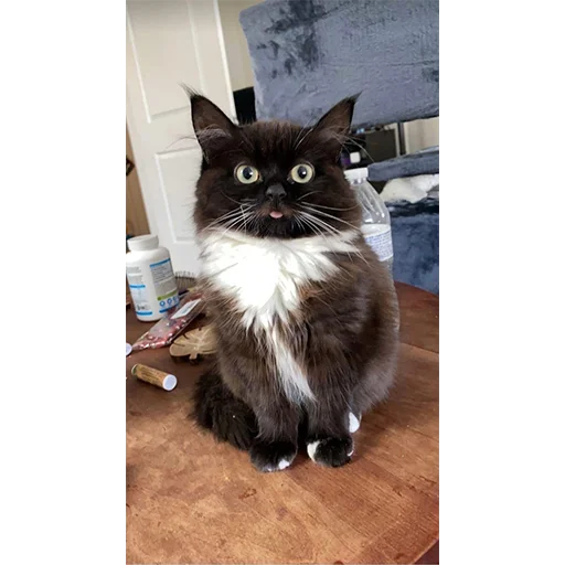 Стикер chmoniya - 1