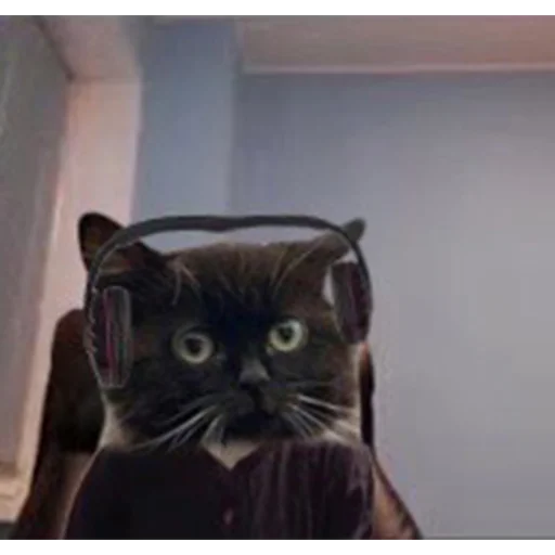 Стикер chmoniya - 1