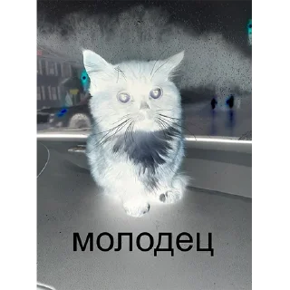 Sticker Чмоня - 4