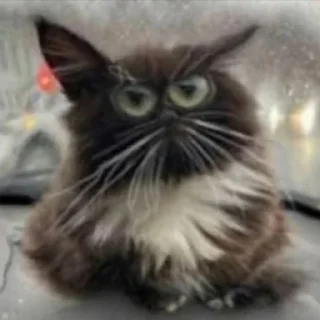 Sticker Чмоня - 3