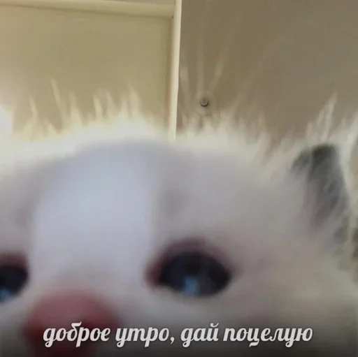 Sticker чисто для себя - 0