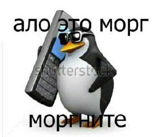 text penguin aquatic bird