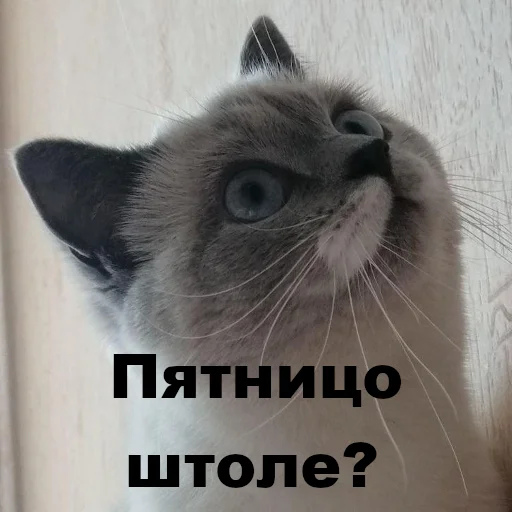 Sticker chudischedark - 1