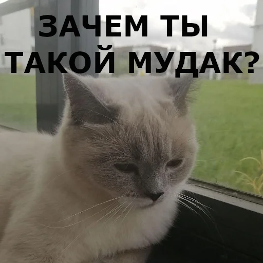 Sticker chudischedark - 1