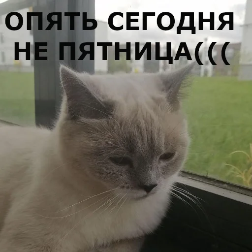 Sticker chudischedark - 1