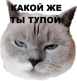 Sticker chudische - 11