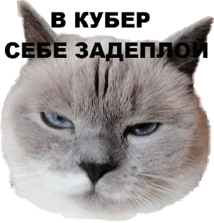 Sticker chudische - 7