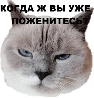 Sticker chudische - 1