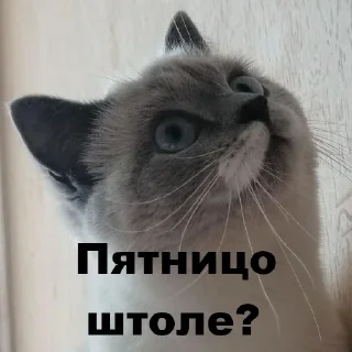 Sticker chudische - 10