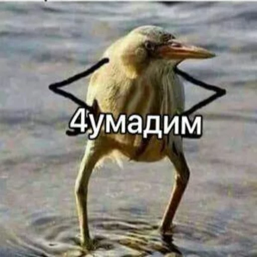 Chumadim pack by Insurance - 