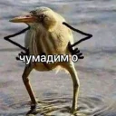 Sticker Chumadim pack by Insurance - 7