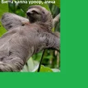 Sticker Chumadim pack by Insurance - 4