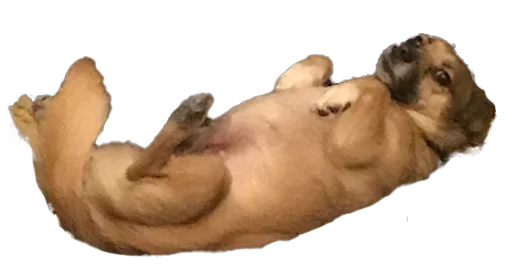 Sticker chunyadog - 1