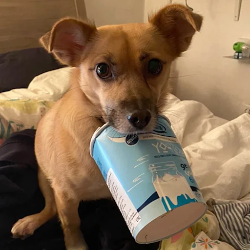 Sticker chunyadog - 1