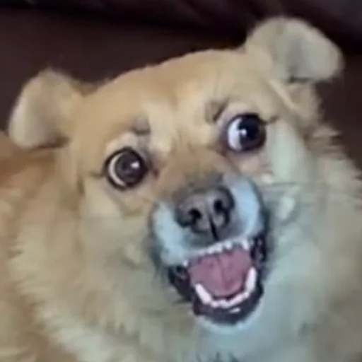 Sticker chunyadog - 1