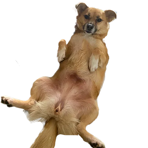 Sticker chunyadog - 1