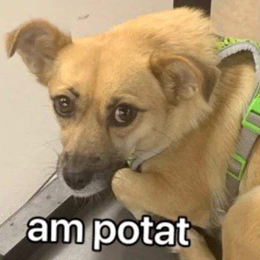 Sticker chunyadog - 1