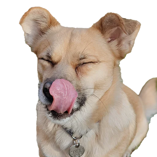 Sticker chunyadog - 1