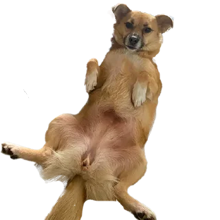 Sticker Чуня клеветка nixelpixel - 4