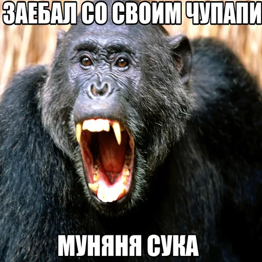 млекопитающее животное примат