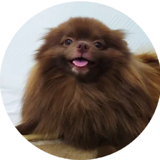 Sticker ChurmaKusaetLva - 10