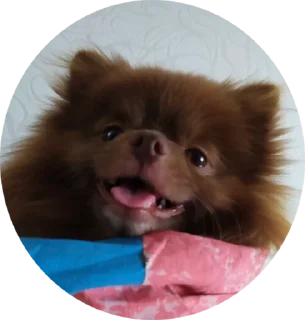 Sticker ChurmaKusaetLva - 3