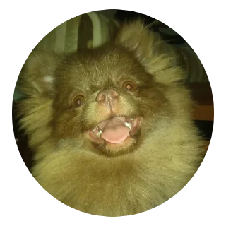 Sticker ChurmaKusaetLva - 5