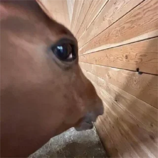 Sticker чупапишка муняняшка - 10