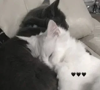 Sticker 👇 ЖМИ СЮДА 👉 @axa_xa_xax_bot - 2