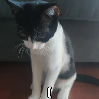 Sticker чиполла смол гитлер - 0