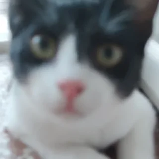 Sticker чиполла смол гитлер - 5