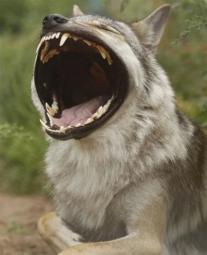 Sticker ЦИРК и клоуны - 1