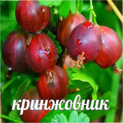 фрукт плодовое дерево ягода