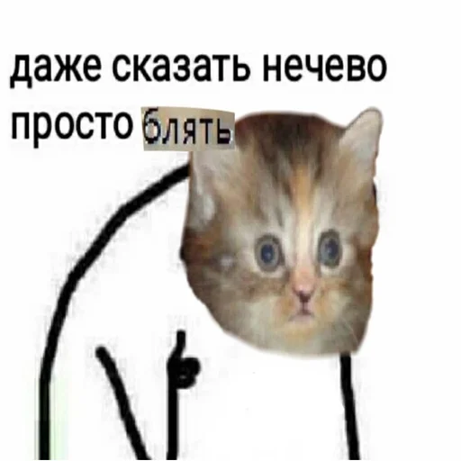 домашняя кошка кошка кошки малого и среднего размера