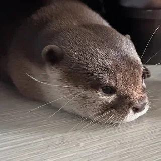 Стикер @citatyanimal Выдры - 2