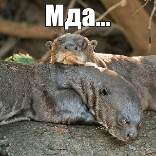 Стикер @citatyanimal Выдры - 4