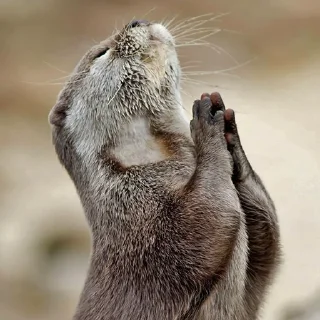 Стикер @citatyanimal Выдры - 11