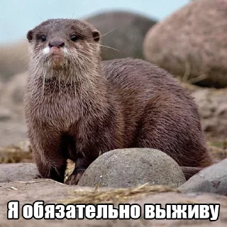 Стикер @citatyanimal Выдры - 3