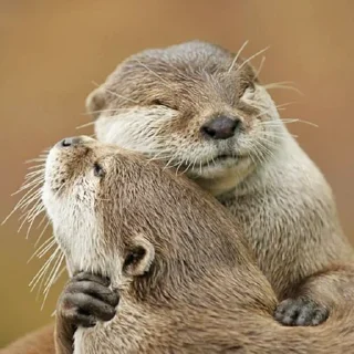 Стикер @citatyanimal Выдры - 8