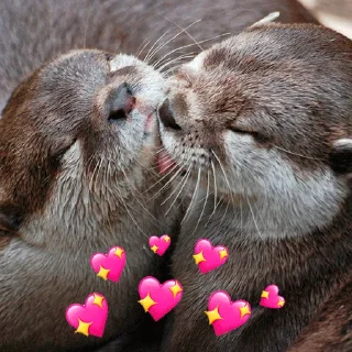 Стикер @citatyanimal Выдры - 0